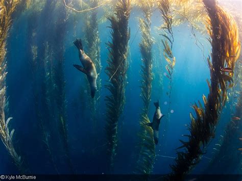 Underwater Photography In Kelp Forests