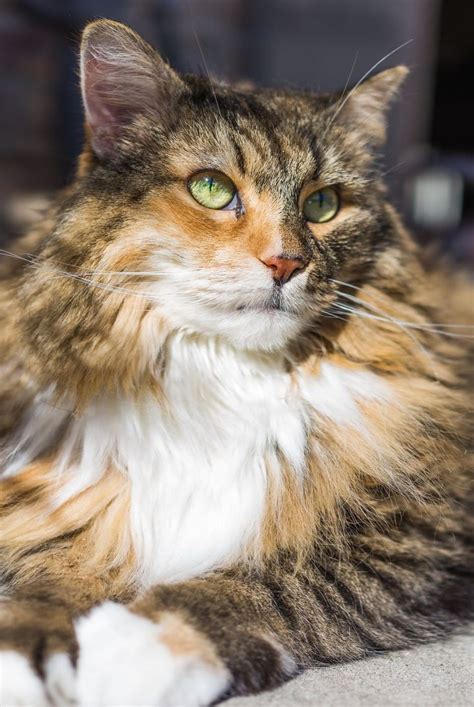 These Facts About Tortoiseshell Cats Prove They're The Divas of the Cat