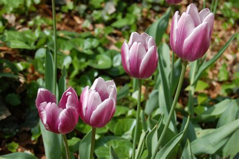 Autumn Time To Plant Spring Flowering Bulbs Indiana Yard