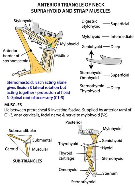 The sternum or breastbone sits in the center of the ribcage and stabilizes the thorax. Instant Anatomy - Head and Neck - Areas/Organs - Anterior ...