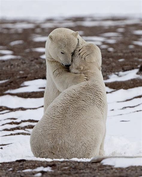 17 Of The Warmest Sweetest Bear Hugs Polar Bear Animals Baby Animals