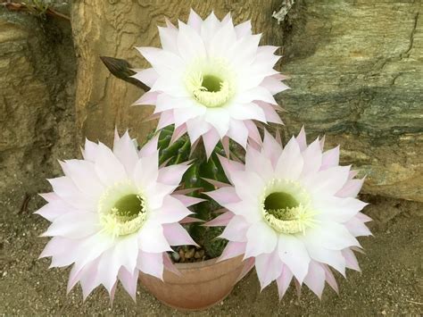 Echinopsis Eyriesii Plants Cactus Terrestrial