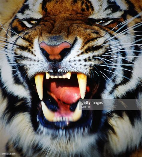 Bengal Tiger Baring Teeth Closeup High Res Stock Photo Getty Images