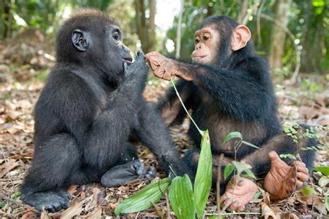 Heartwarming Bond Between An Orphaned Baby Gorilla And Chimpanzee Is