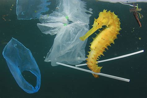Which Ocean Is The Most Polluted