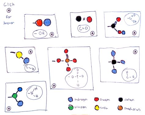 Ap Bio Functional Groups Diagram Diagram Quizlet