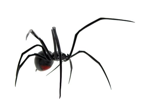 It may bite in defense as it guards eggs or is cornered and pressed. Download Spider PNG Image - Free Transparent PNG Images ...