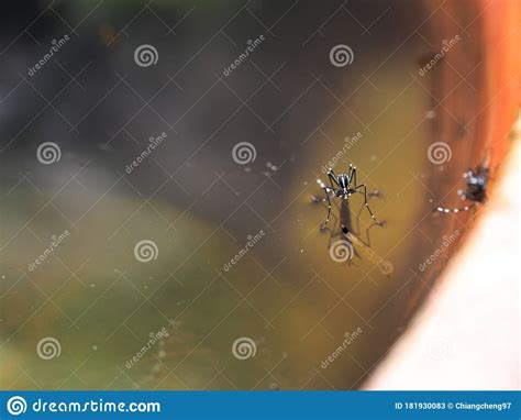 Aedes Mosquito On Still Water With Larvae Underwater Royalty Free Stock