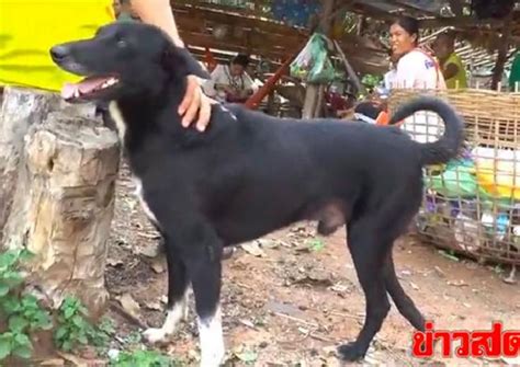 26++ Gambar Kata Kata Anak Anjing - Gambar Tulisan
