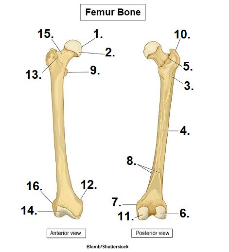 Femur Anatomy Quiz