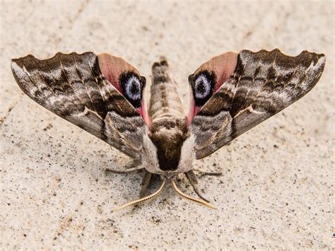 Seven Little Known Facts About Moths