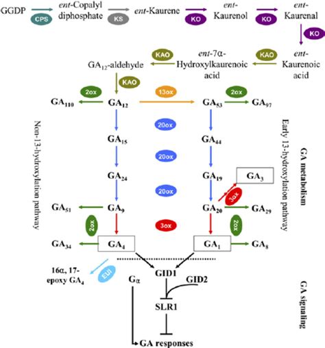 Ga Biosynthesis Pathway