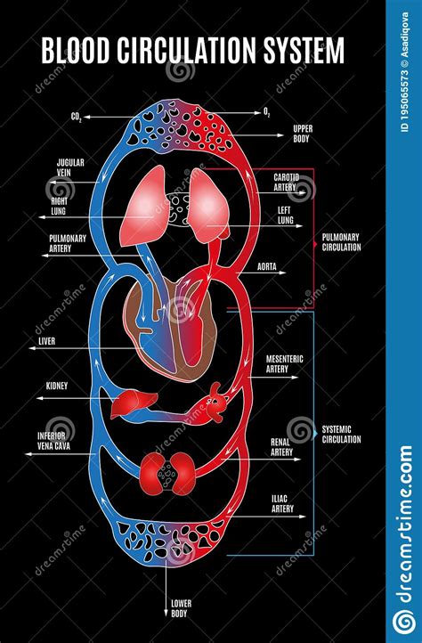 Human Circulatory System Diagram Of Circulatory System With Main Parts