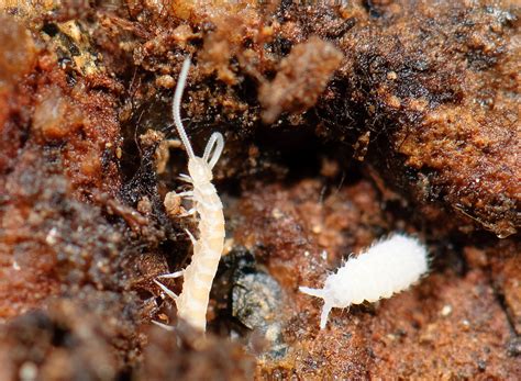 Free shipping on qualified orders. Real Monstrosities: Springtail