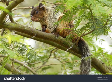 Male Fox Squirrel In Natural Habitat Ecuadorian Rainforest Stock Photo