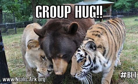 Blt Bear Lion Tiger Group Hug Unlikely Animal