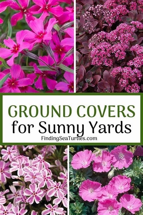 Perennials are plants that live in the ground for more than two years, while annuals only grow for one season i like stokes aster that thrives in my full sunny garden. 15 Best Flowering Ground Covers for Sun - Finding Sea Turtles