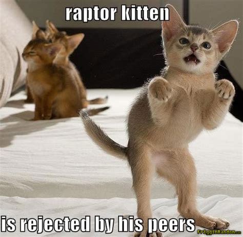 Funny Kitten Pics