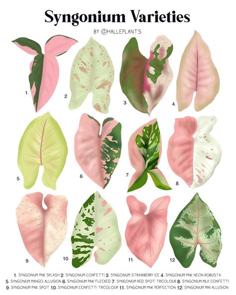Pink Syngonium Varieties Leaf Identification Chart🌿🌺🌷 1 Syngonium
