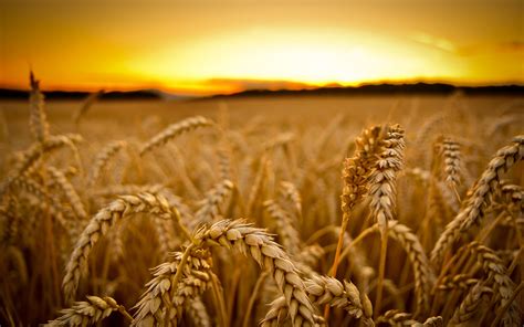 Wheat Full Hd Wallpaper And Background Image 2560x1600 Id382681
