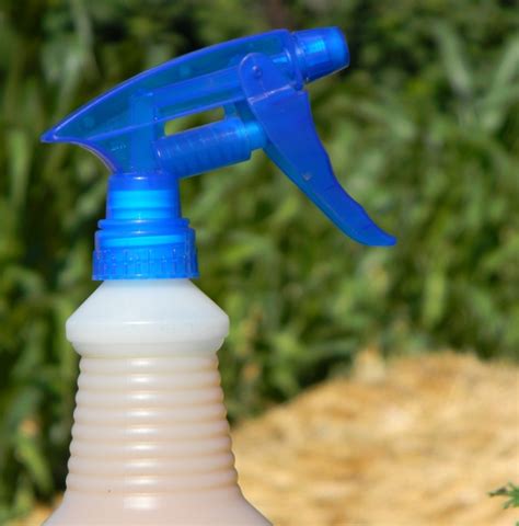 Homemade All Natural Insect Spray For Your Garden Queen Of The Red