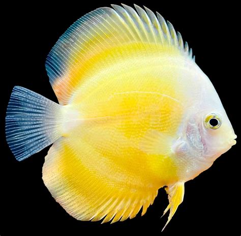 Discus Fish Everything You Need To Know Guide