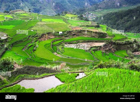 Rice Terrace In Cordillera Mountains Philippines Stock Photo Alamy