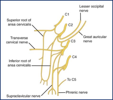 Nerves Of The Neck Flashcards Quizlet