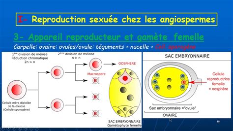 Reproduction Sexuée Chez Les Angiospermes Youtube