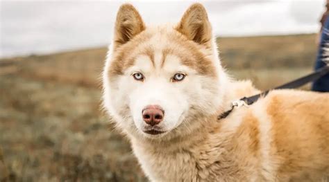 Alaskan Malamute Siberian Husky Mix Alusky Breed Information