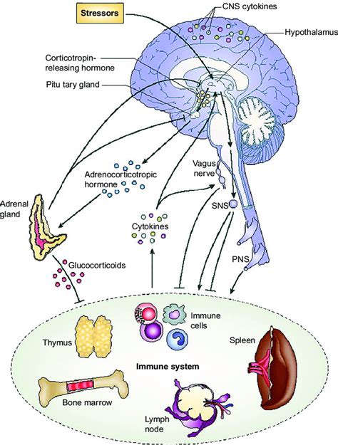 12 Schematic Illustration Of Connections Between The Nervous And Immune Download Scientific