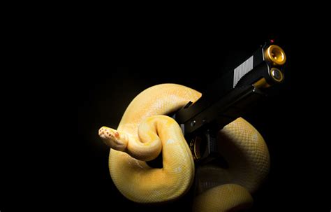 Snakes Guns Stock Photo Download Image Now Gold Metal Handgun