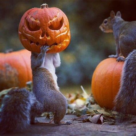 Squirrel O Lantern Halloween 2014 Halloween Masks Happy Halloween