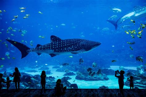 The Best Aquariums In England Staycations In The Uk