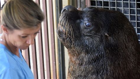 Bruce The Sea Lion Has Surgery To Save His Vision