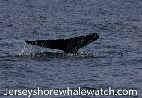 Whale Watching Report Aug 28th Belmar Sandy Hook Bill Mckims Jersey