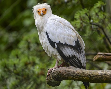 Egyptian Vulture On The Branch Another Bird This Time An Flickr
