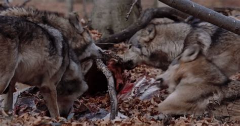 Close Shot Of Wolf Feasting On Carcass Snarling Horkai