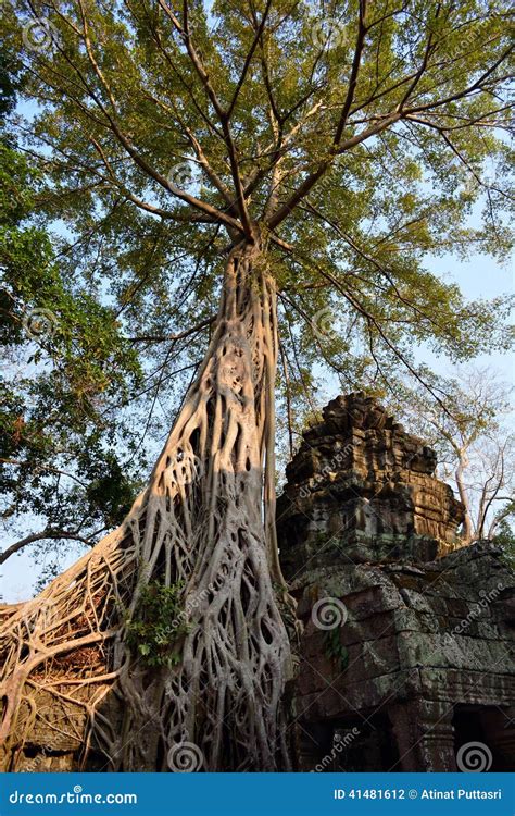 Raizes Das Rvores Que Crescem Sobre Angkor Wat Ruins Foto De Stock