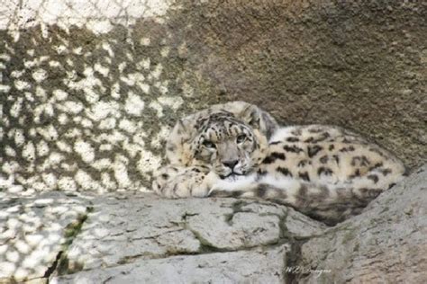 Snow Leopard Amazing Camouflage Animals