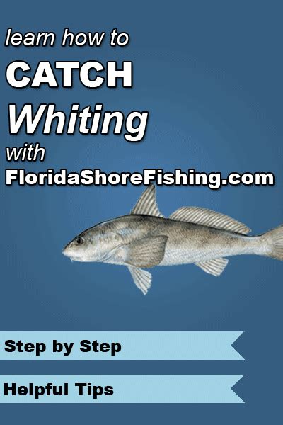 Whiting Abundant Along Floridas Coast Fishing From Florida Shores