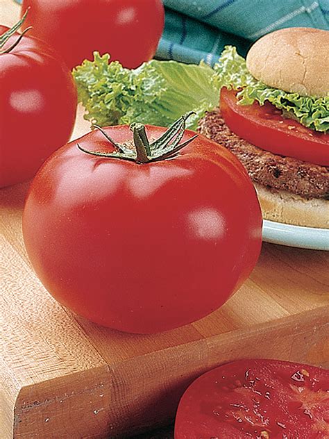 Tomatoes Big Beef Plus Hybrid William Dam Seeds
