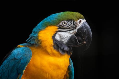 Parrot Profile Smithsonian Photo Contest Smithsonian Magazine