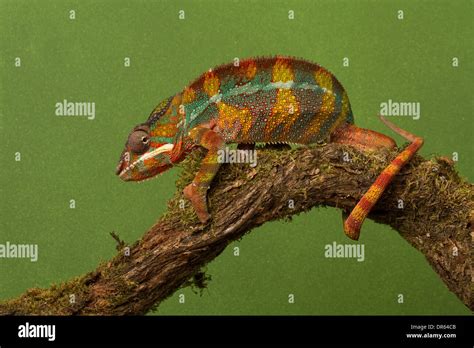 Green Leopard Hi Res Stock Photography And Images Alamy