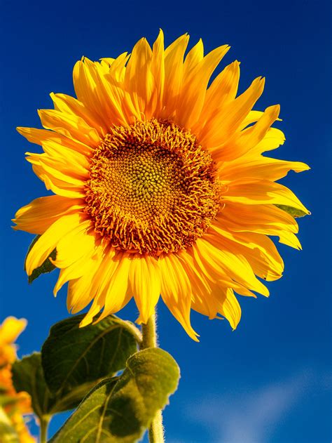 Photo Of Sunflower · Free Stock Photo