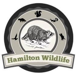 Get quotes and book instantly. Hamilton Wildlife - Pest Control Service - Hamilton ...