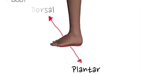 Dorsal Plantar Free Education Physiotherapy Occupational Therapy Body Measurements Nursing