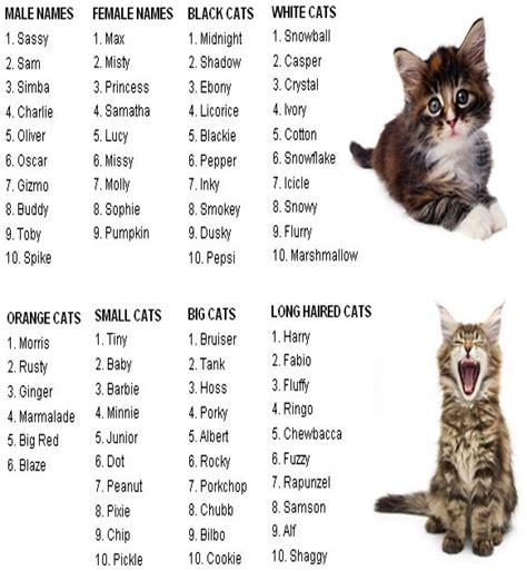 Male Siamese Cat Names List 22 The Lazy Way To Design