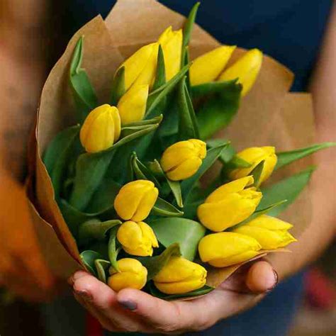 Significado De Los Tulipanes Amarillos ¿cuándo Regalarlos