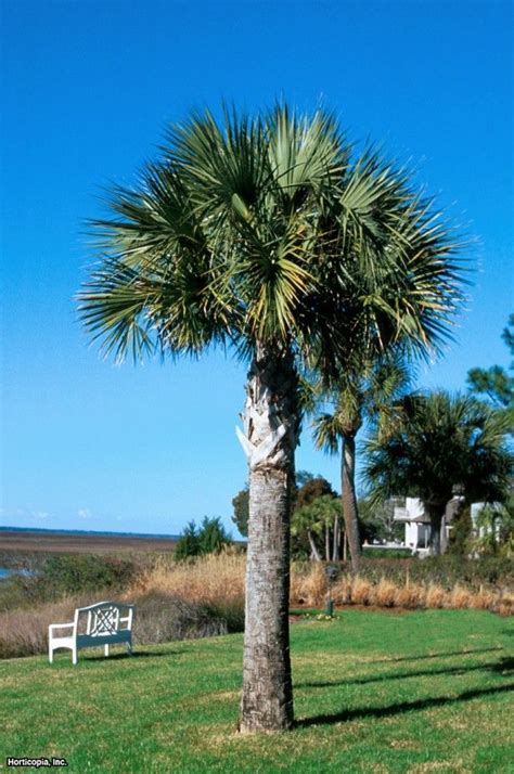 Landscape Palm Sabal Palm Sabal Palmetto 30 40 Ft High 10 15 Ft Wide